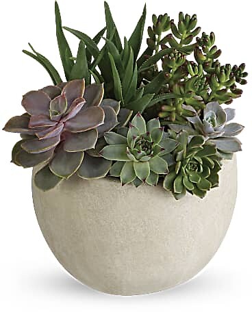 Succulent garden