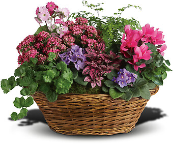 Plants