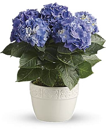 Happy Hydrangea -blue