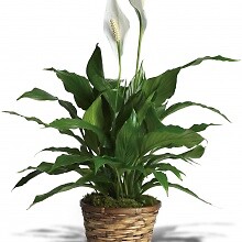 Peace Lily Large