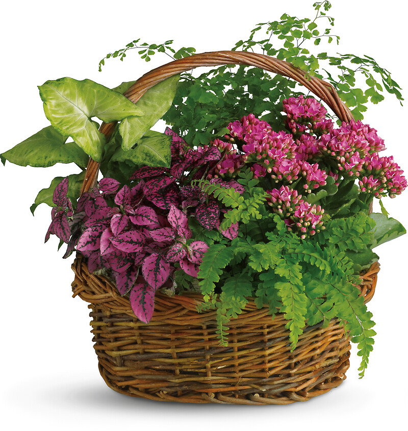 Secret Garden Basket arranged by a florist in Midlothian, VA Designs