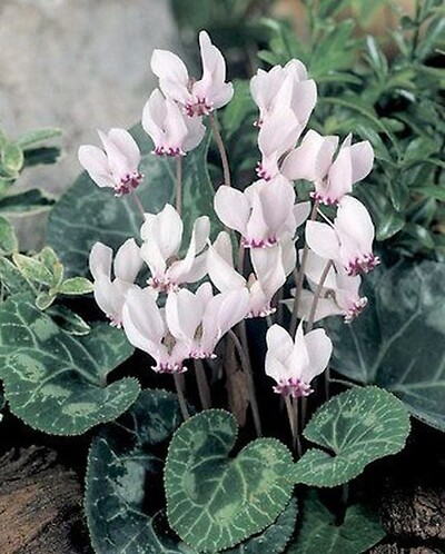 Cyclamen Plant