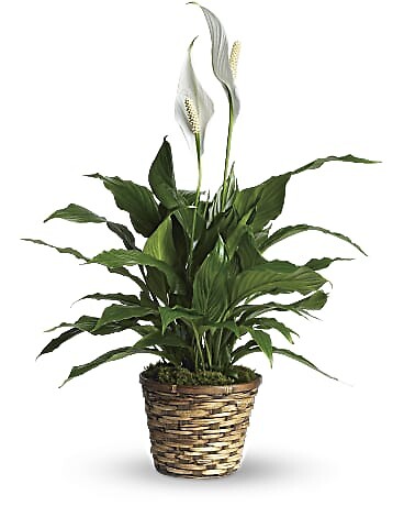 Simply Elegant Spathiphyllum Small