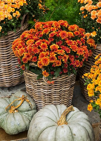 Fall Mum in basket