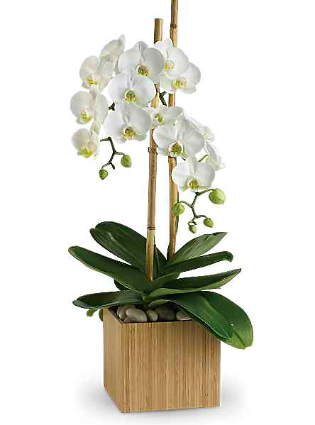 Opulent Orchids